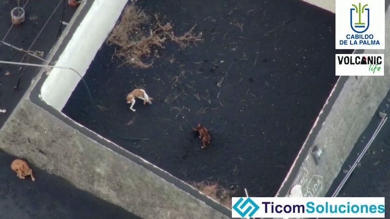 Na La Palmě uvěznila láva psy. Krmí je drony